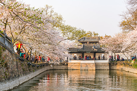 无锡灵山无锡鼋头渚樱花背景