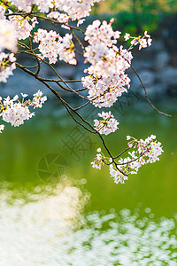 缤纷的色彩无锡鼋头渚樱花背景