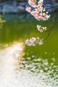 无锡灵山无锡鼋头渚樱花背景