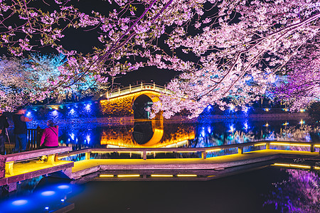 无锡夜景无锡鼋头渚樱花背景