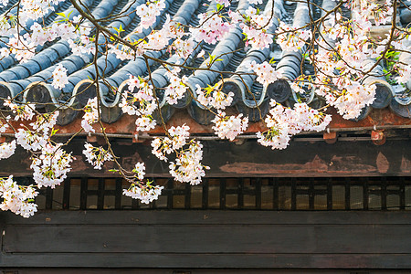 无锡鼋头渚樱花高清图片