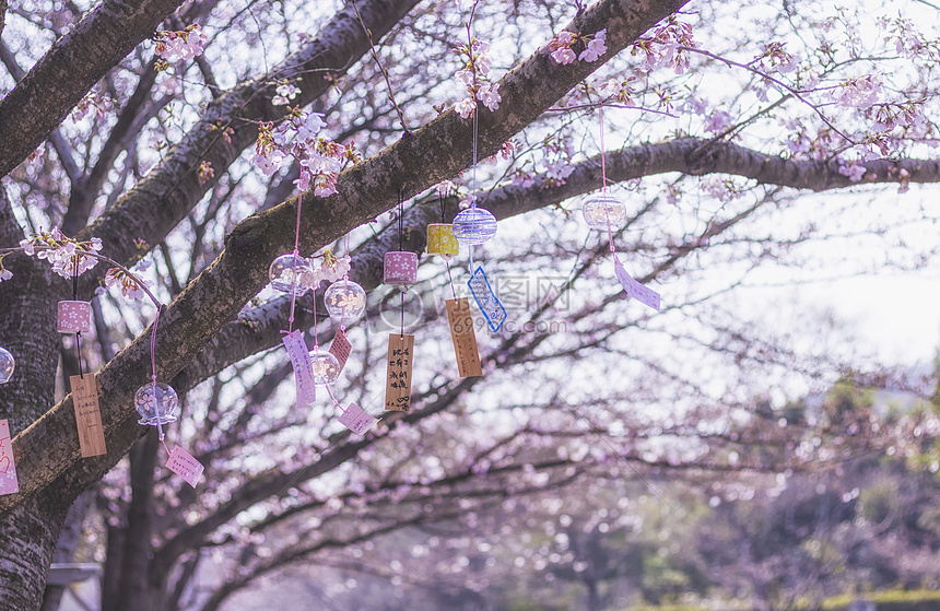 风铃樱花图片