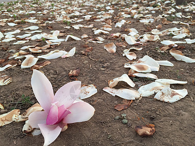 白色玉兰花背景