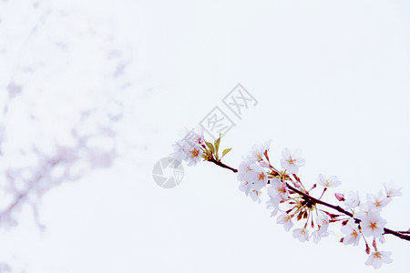 立春桃花白色清新花朵素材背景背景