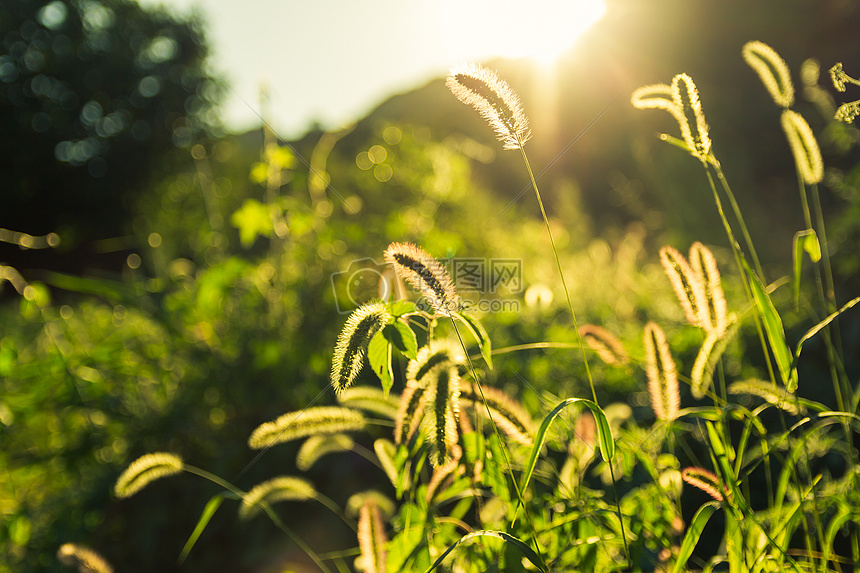 夏日狗尾草植物逆光摄影图片