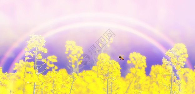 花卉蓝天背景图片