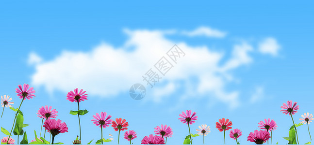 格桑花与蓝天花卉蓝天背景背景