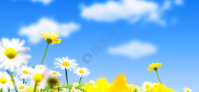 草地上的花花卉蓝天背景背景