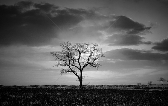 孤独的树图片