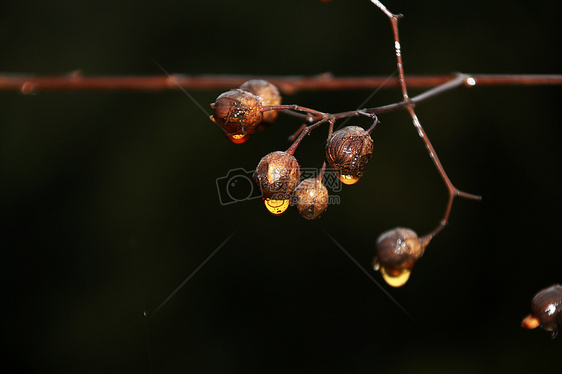 寒雨露珠图片