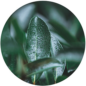 梅雨图片 梅雨素材 梅雨高清图片 摄图网图片下载