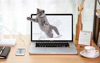小猫钻出电脑屏幕自然与科技结合图片