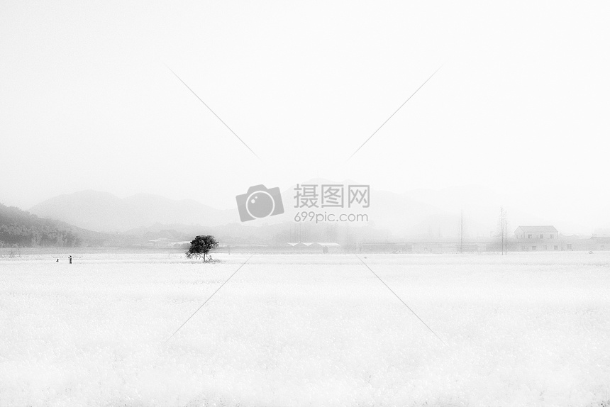 油菜花田里的树高清图片下载 正版图片 摄图网