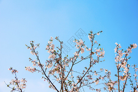 蓝天下的樱花树背景图片