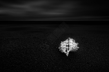 海边沙滩上的海螺高清图片
