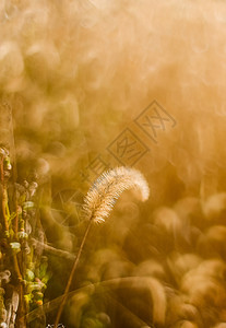 阳光温暖的狗尾巴草背景图片
