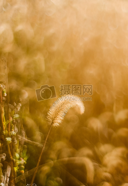 阳光温暖的狗尾巴草图片