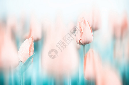 郁金香花海植物园云桌面高清图片