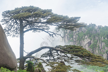 4月黄山迎客松背景图片