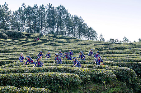 采茶茶园凤凰女高清图片