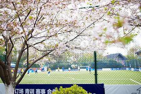 运动场的樱花图片