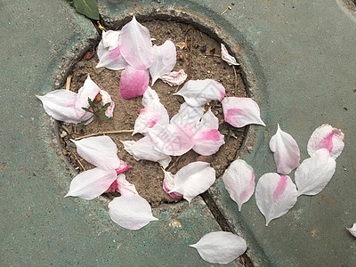 繁华落尽落花图片