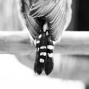 黑白羽毛珍珠鸟的尾部背景