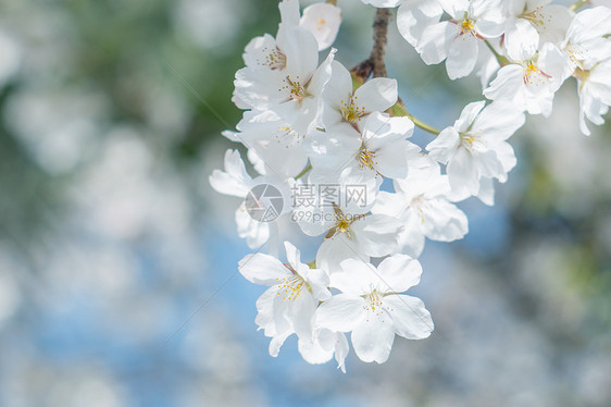 花园花朵 微距拍摄 海棠花 白色 黑色图片