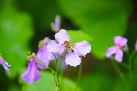 环保工厂蜜蜂采花蜜背景