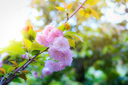 春天樱花生机勃勃高清图片