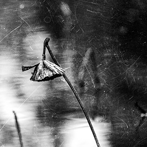 凄美的残荷图片素材