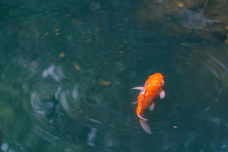 水池游动鲤鱼高清图片