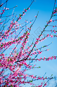 花季金色桃花高清图片