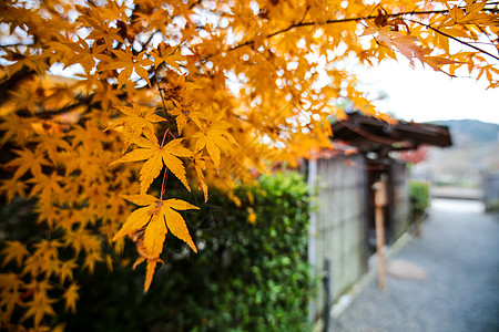 日本红枫叶日本建设背景与枫叶背景