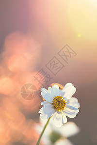 诺基亚手机壁纸夏天田里的雏菊背景