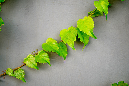 藤蔓植物背景图片