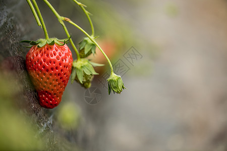 美味的红色草莓图片