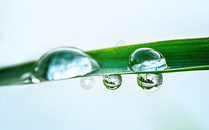 谷雨过后的水珠图片