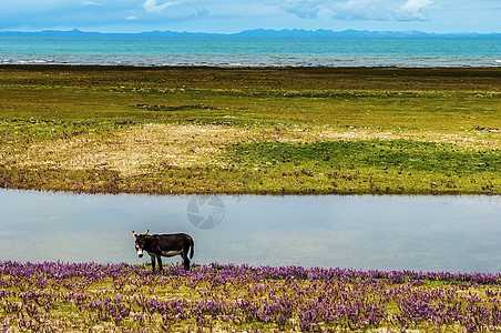 青海湖的驴背景图片