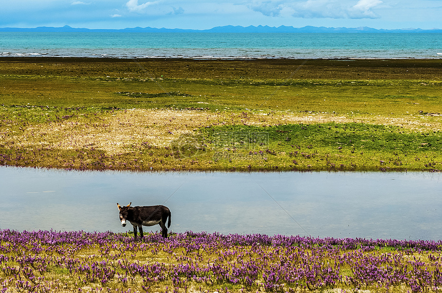 青海湖的驴图片