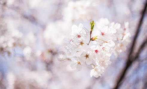 樱花时节背景图片