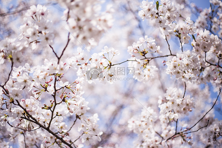 樱花时节图片