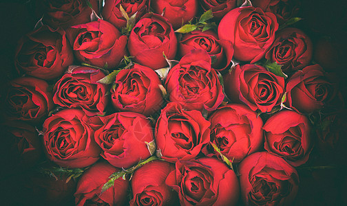 玫瑰花特写镜头红玫瑰花朵背景