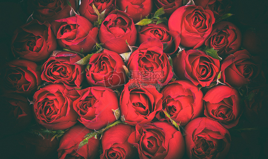 红玫瑰花朵图片