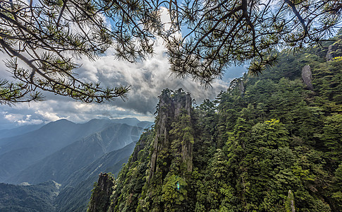 青山古松背景图片