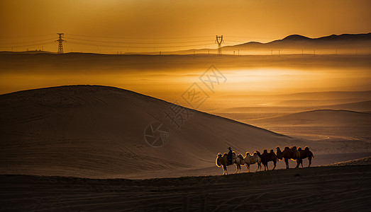 沙漠骆驼扁平巴丹吉林沙漠背景