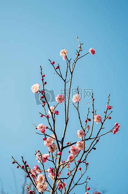 梅花开尽更无花图片