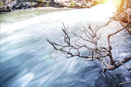 溪流边的枯树枝背景图片