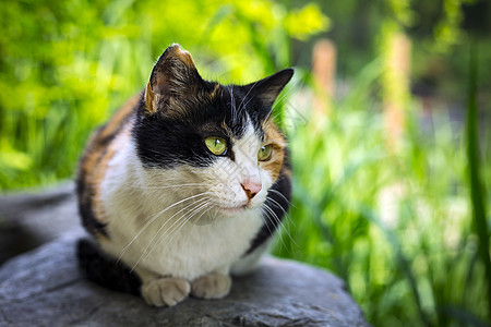 春天的一只猫图片