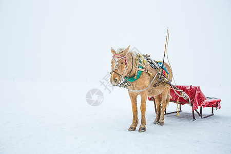 马马拉雪橇高清图片